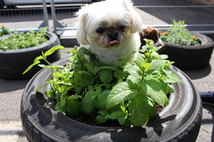 Dog in sensory garden