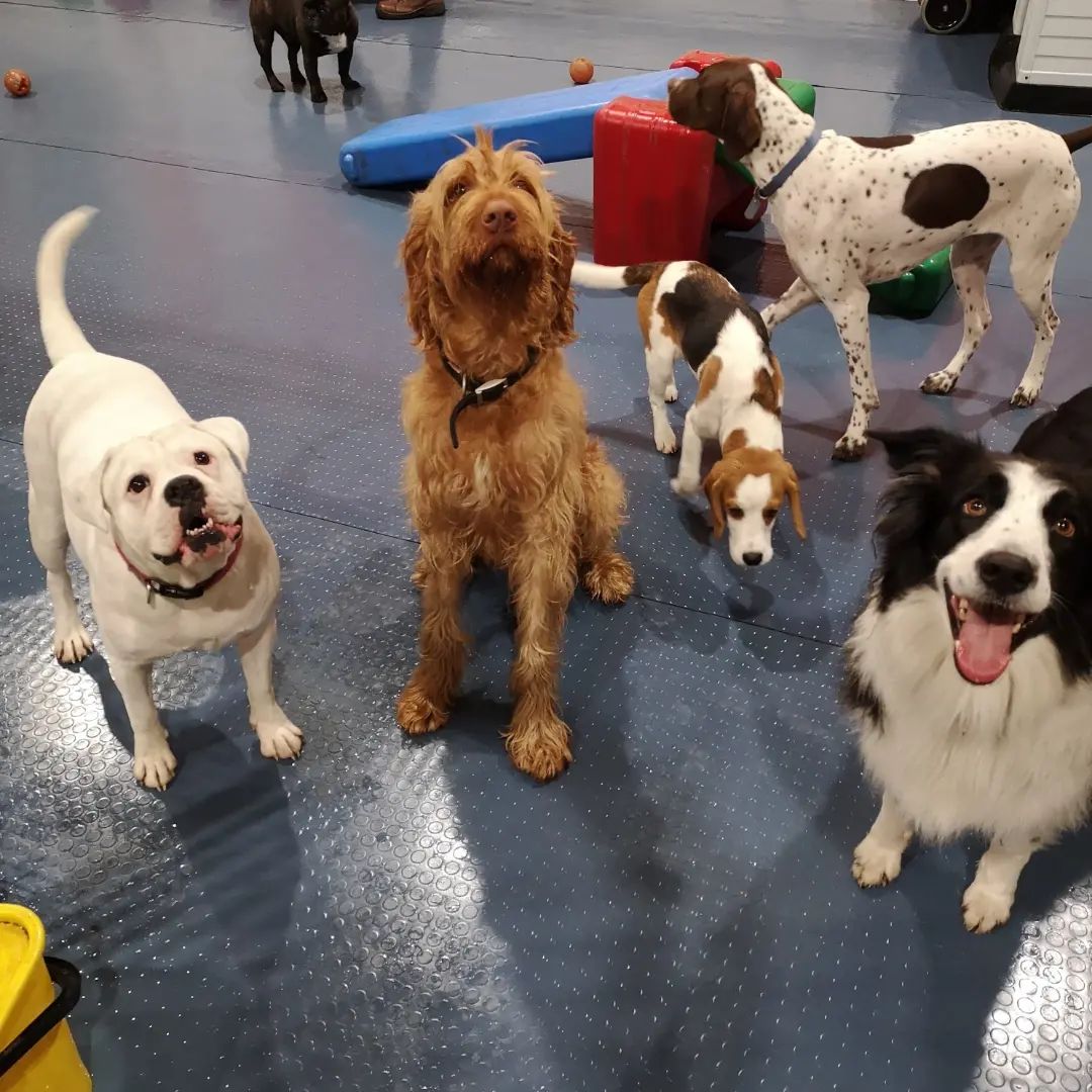 Dogs at indoor daycare