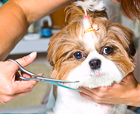 Dog facial trimming