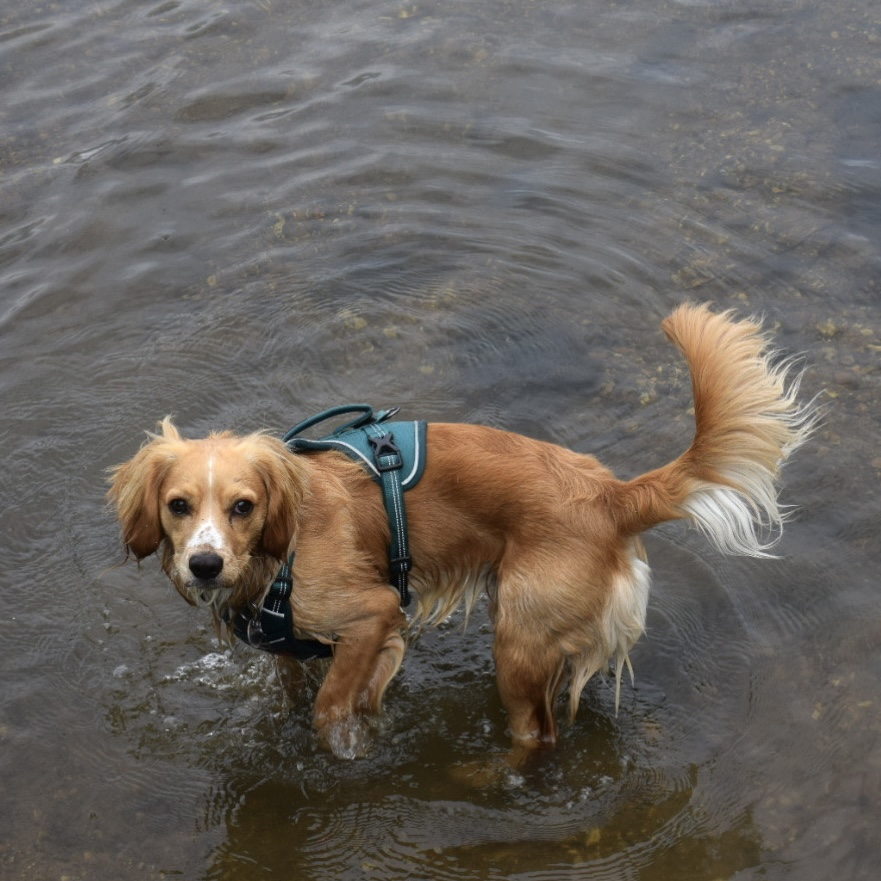 archie paddling