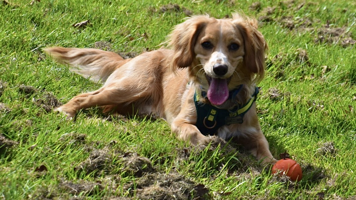 archie sitting