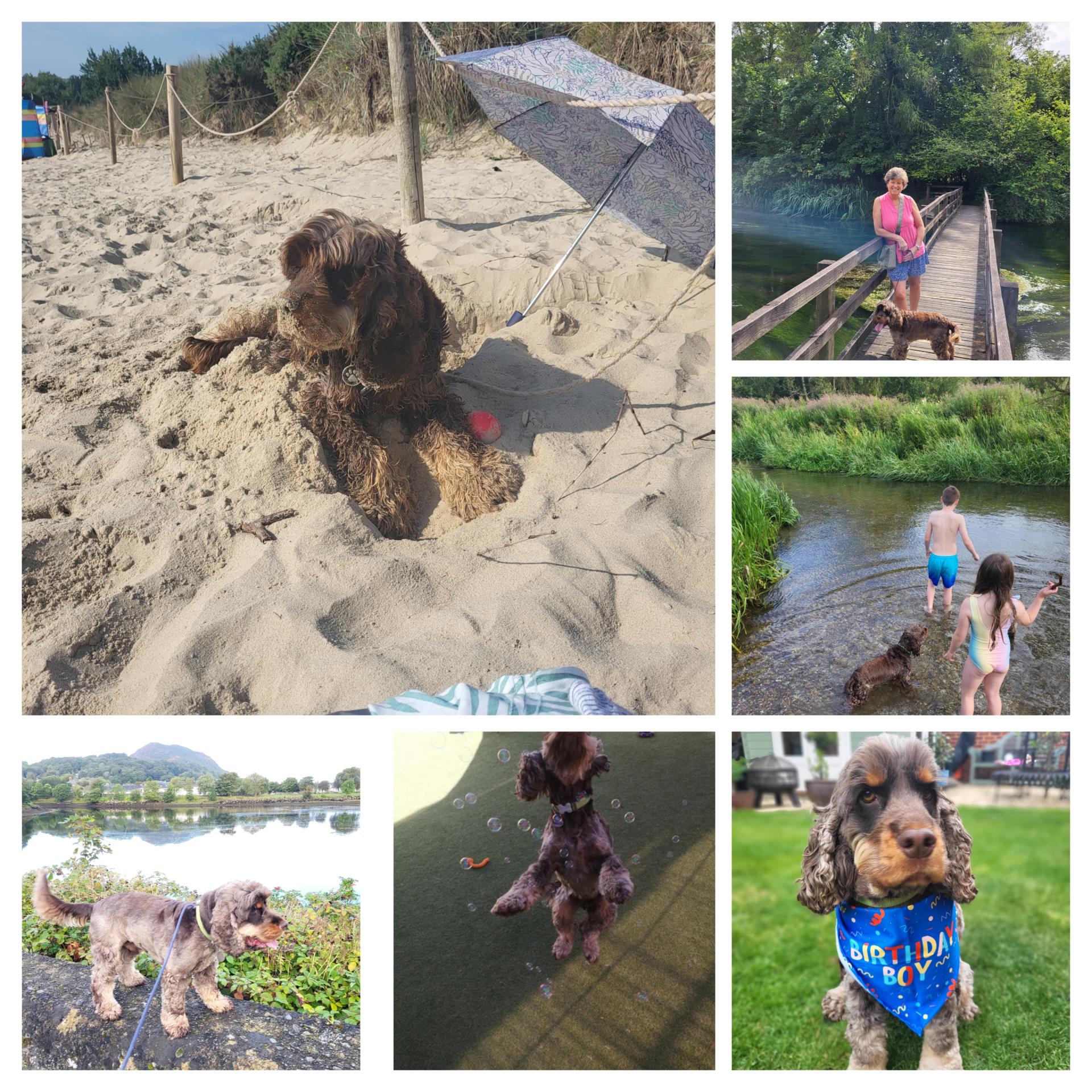 bailey montage