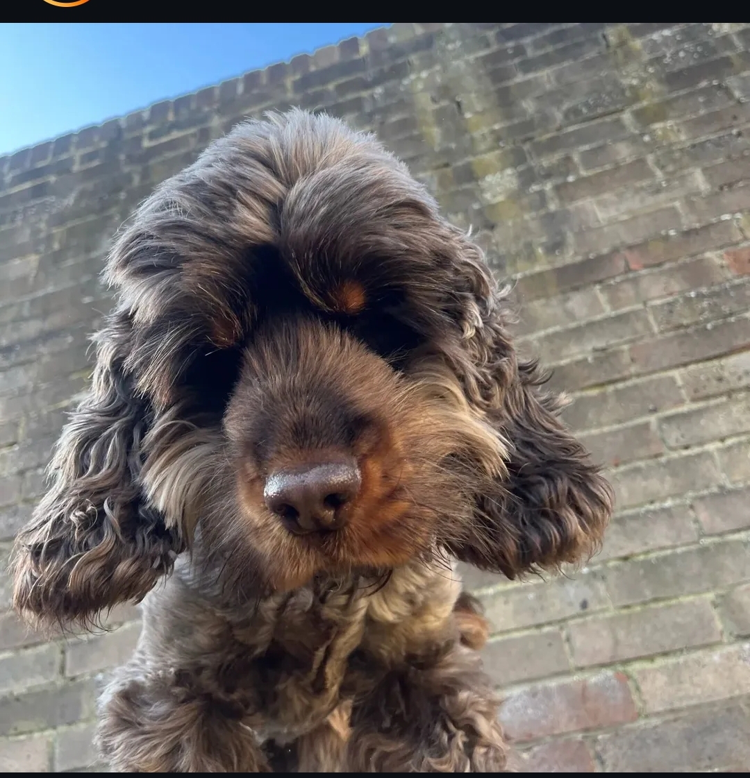 Bailey Bean