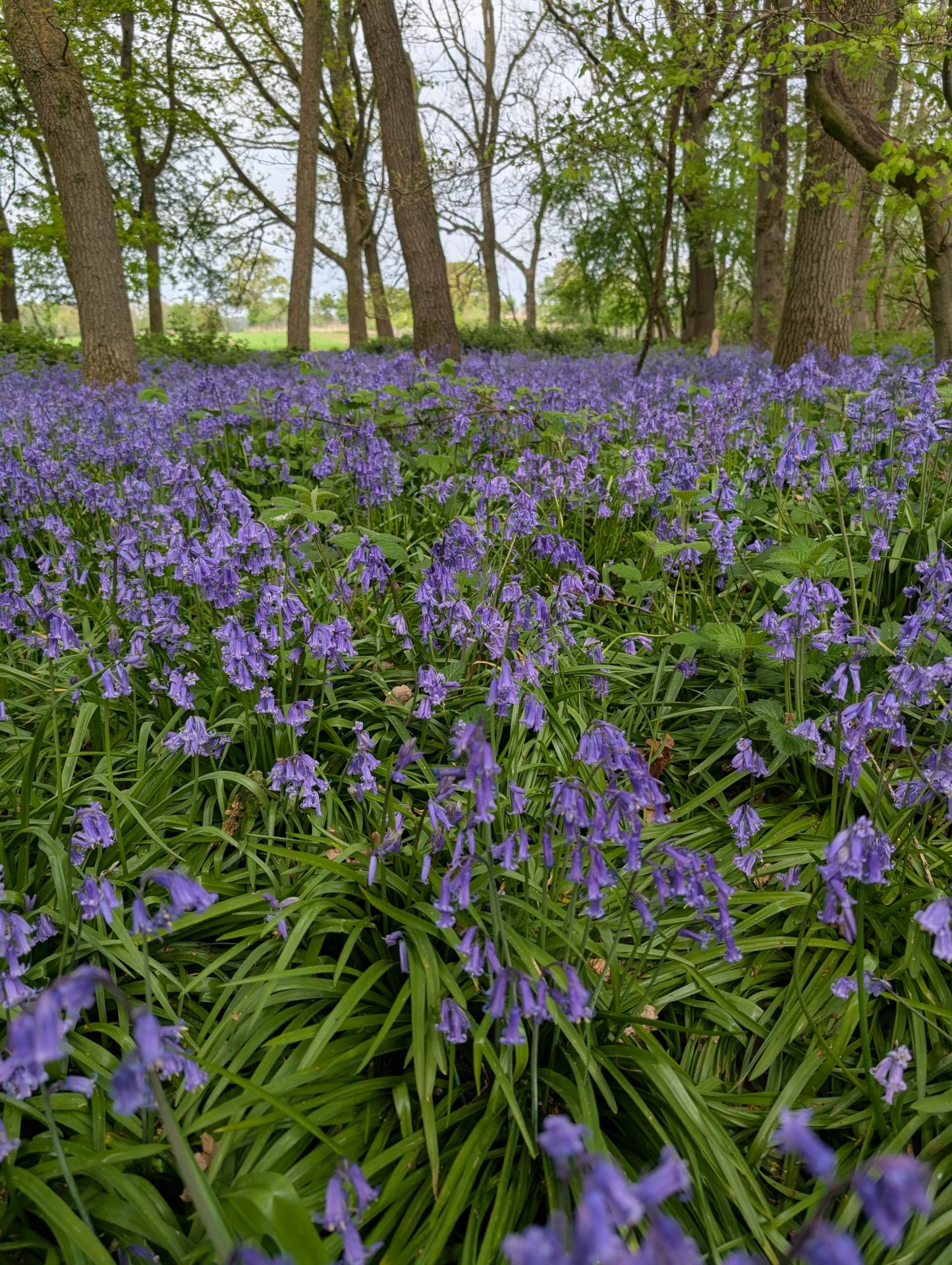 Bluebells