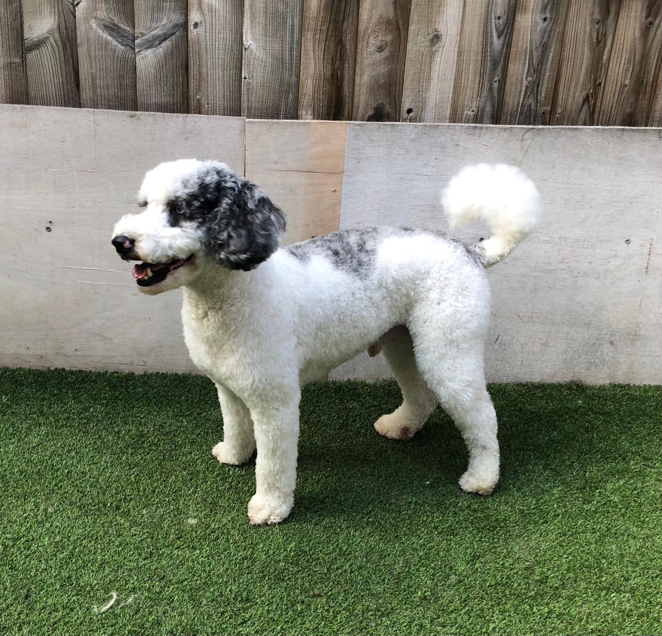 dog groom