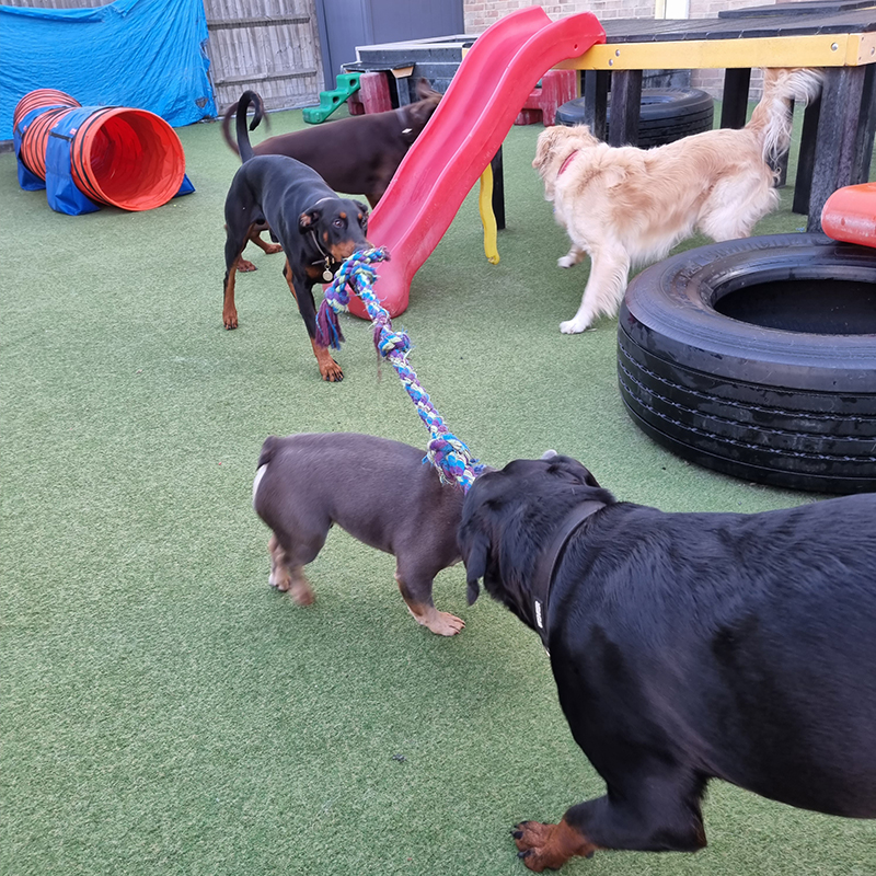 tug of war