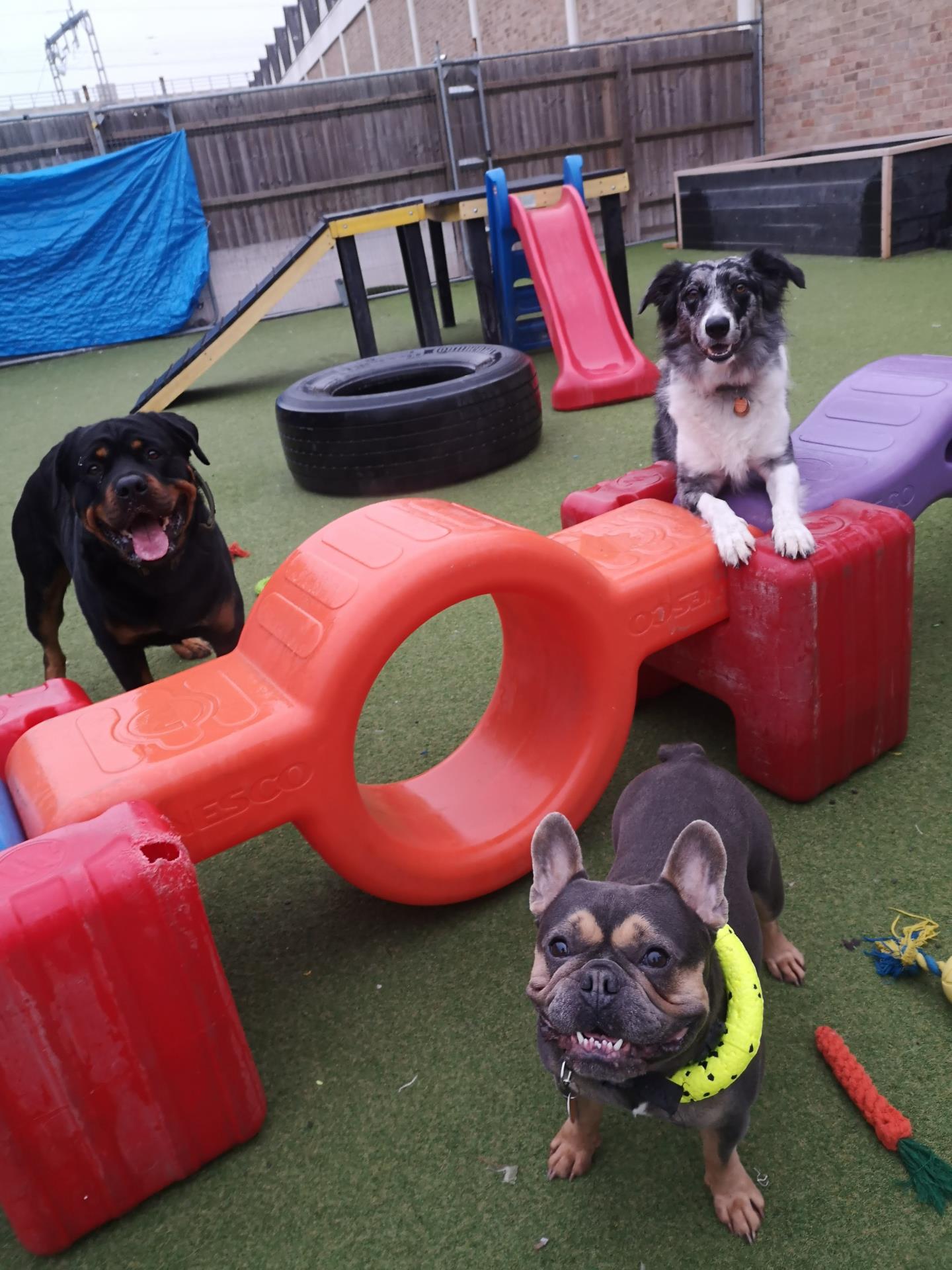 dogs on toys