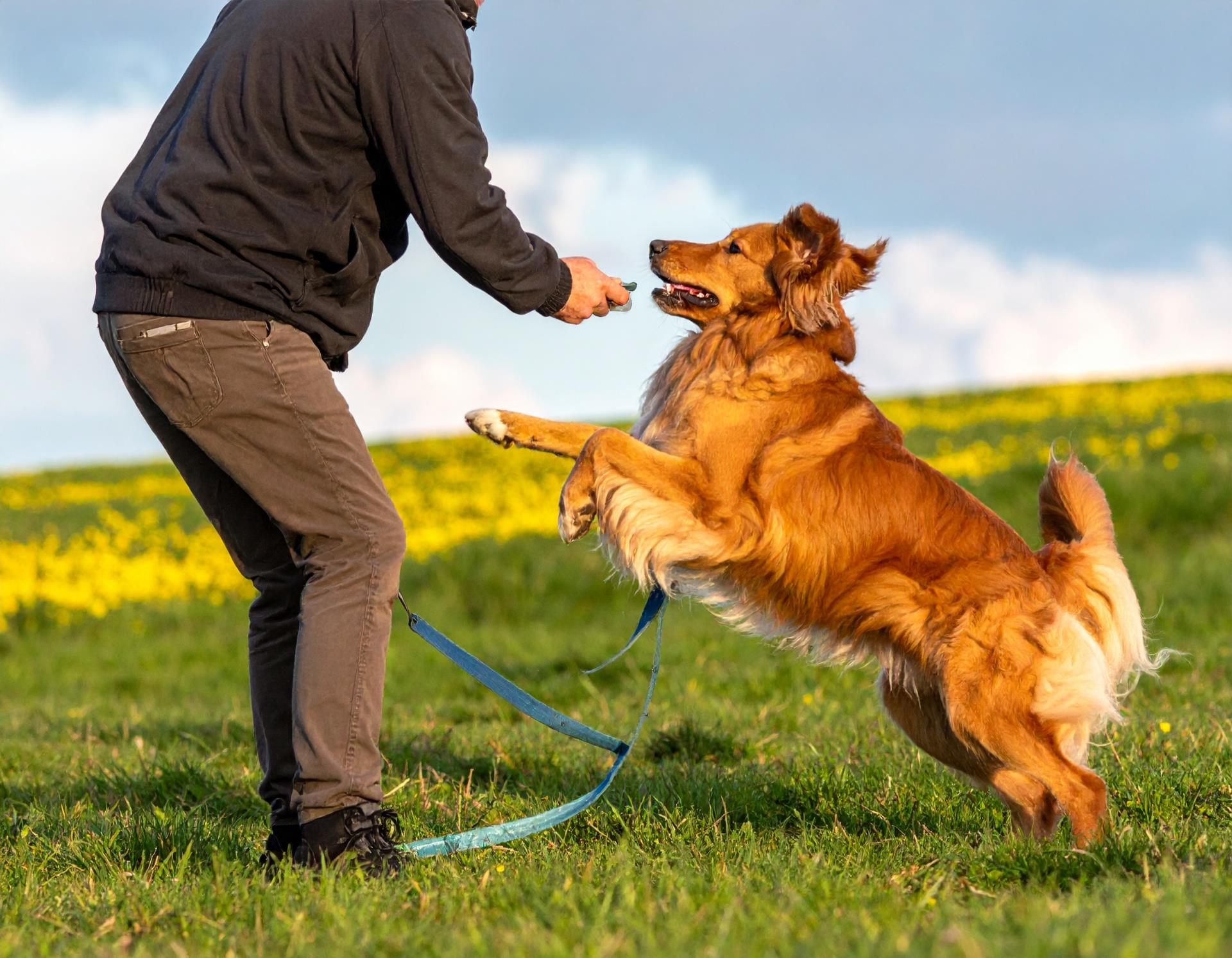 dog-training