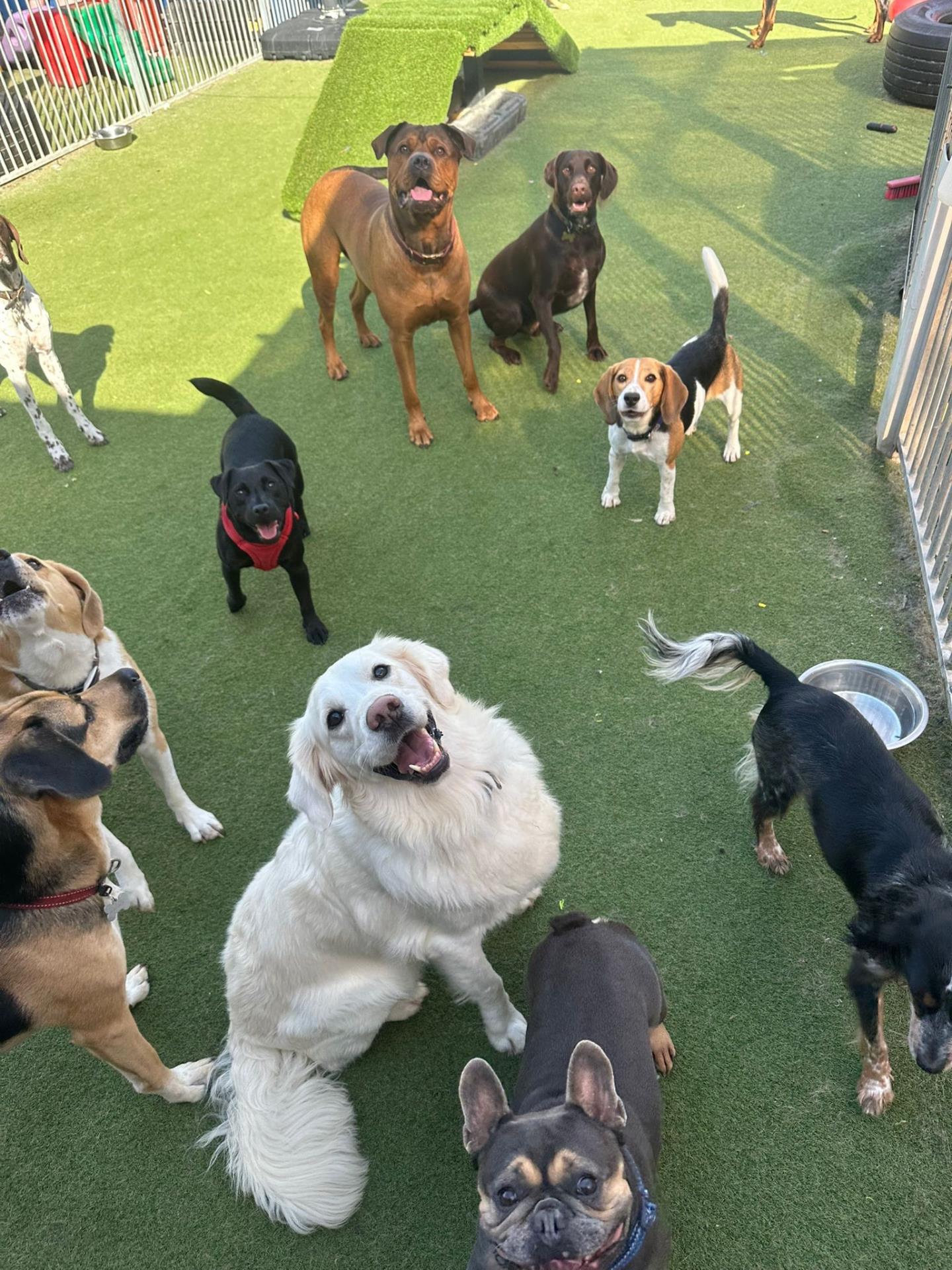 doggy daycare