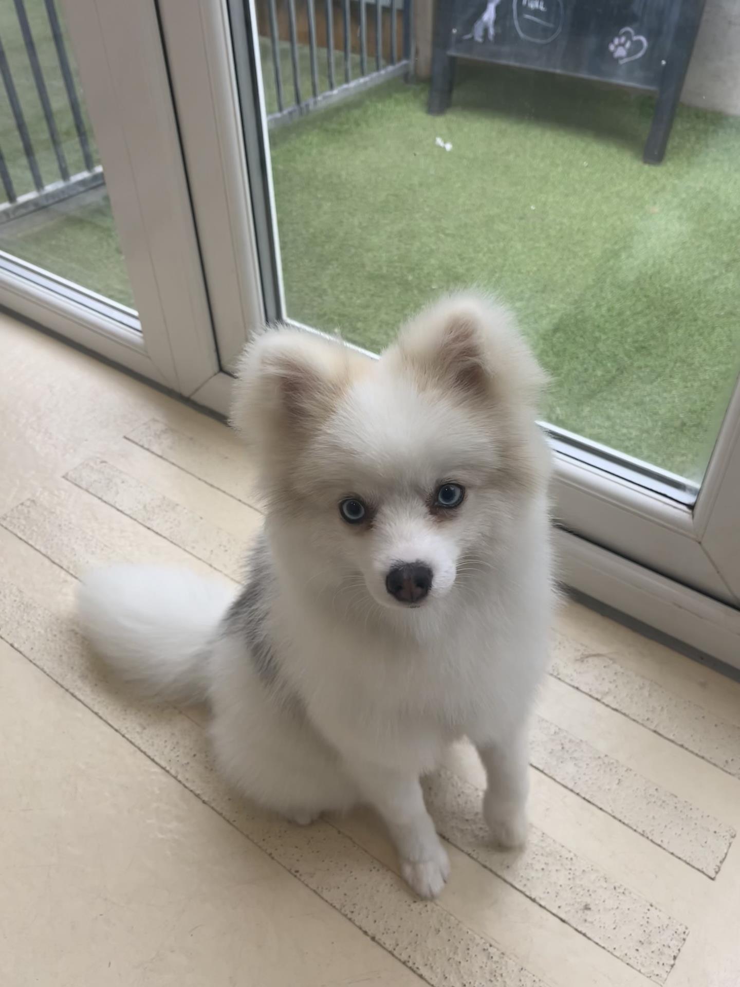 dog groom