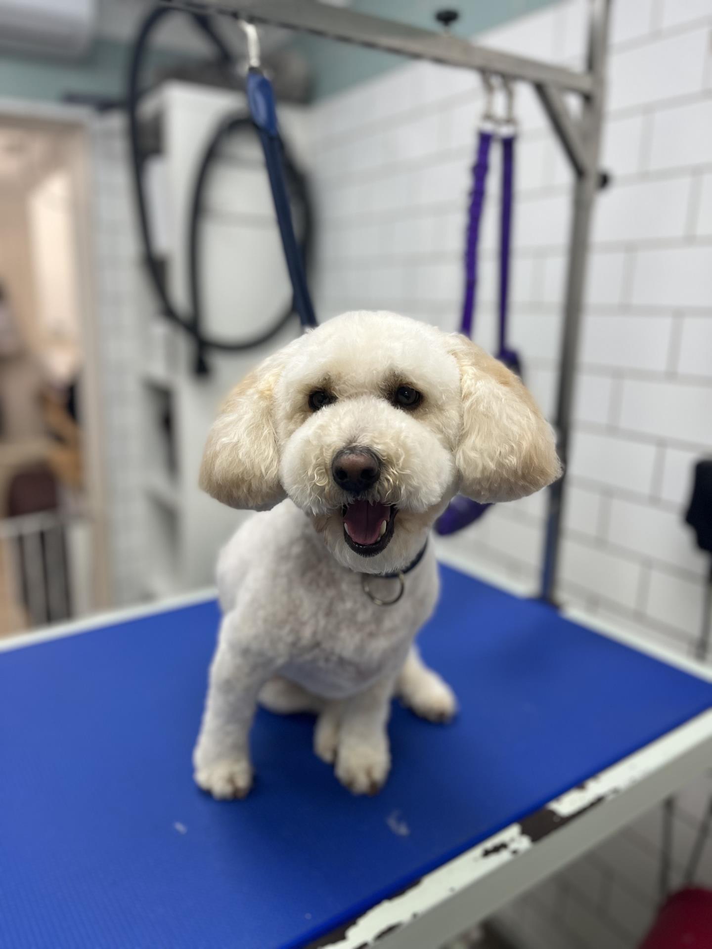 dog grooming