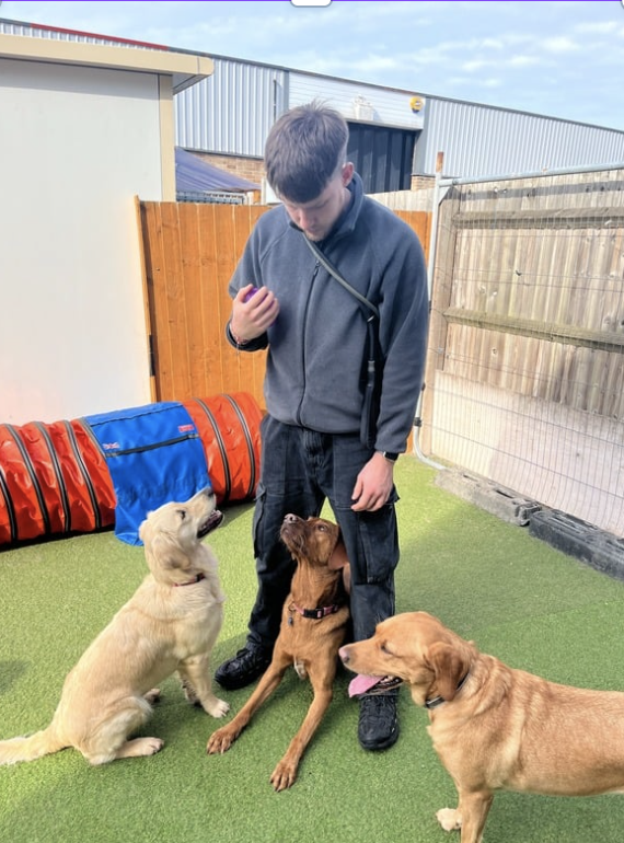 jake training 3 x dogs