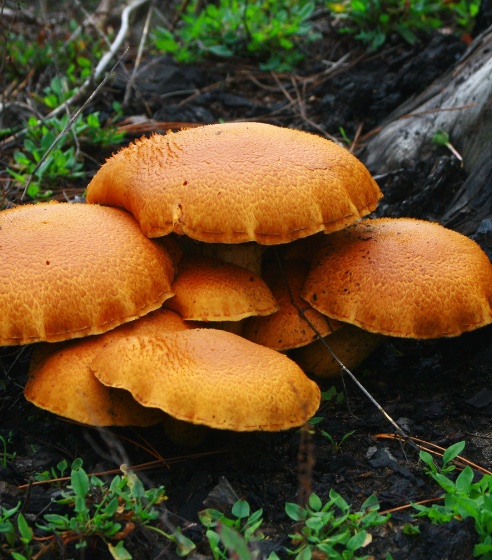 mushrooms
