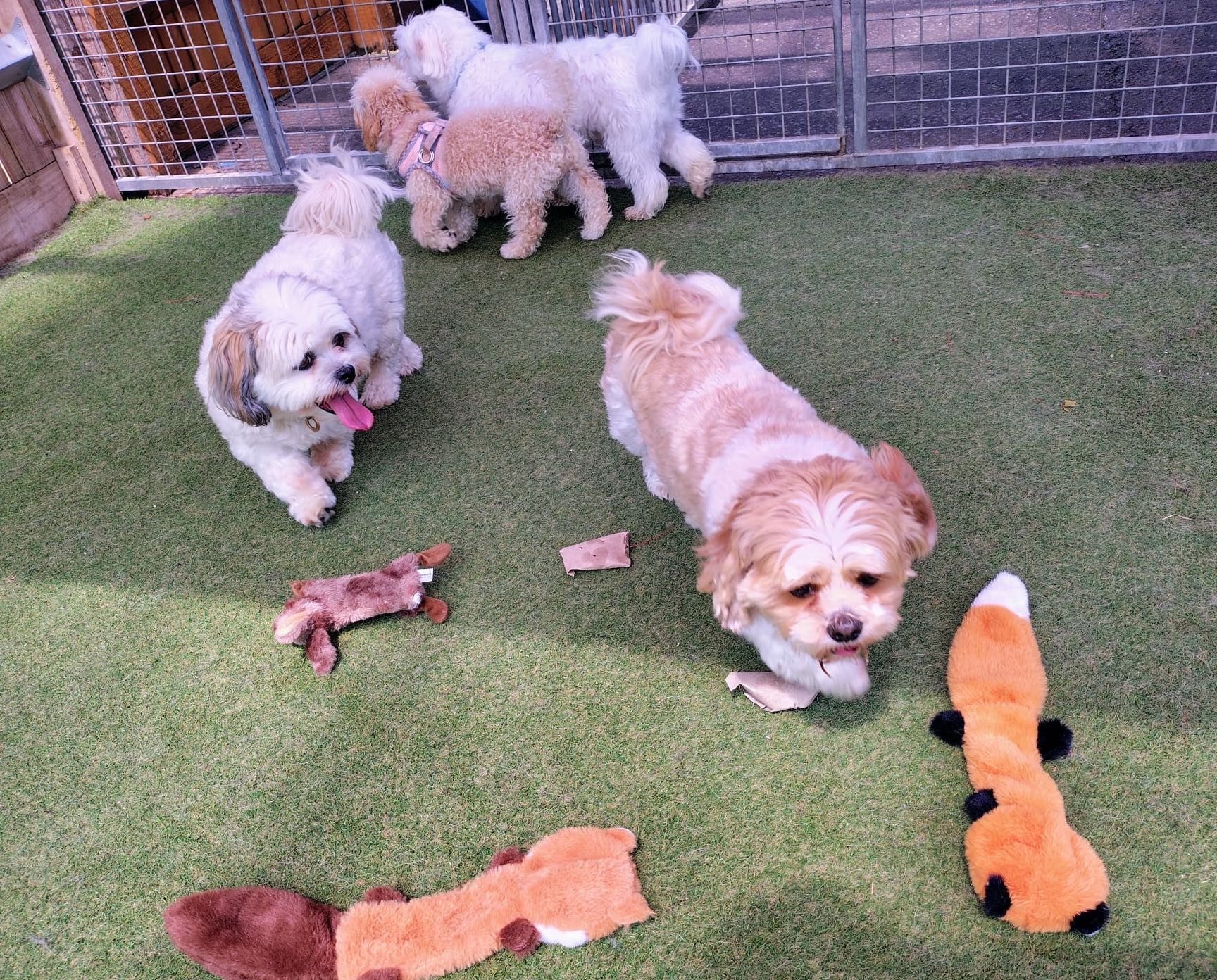 puppy party