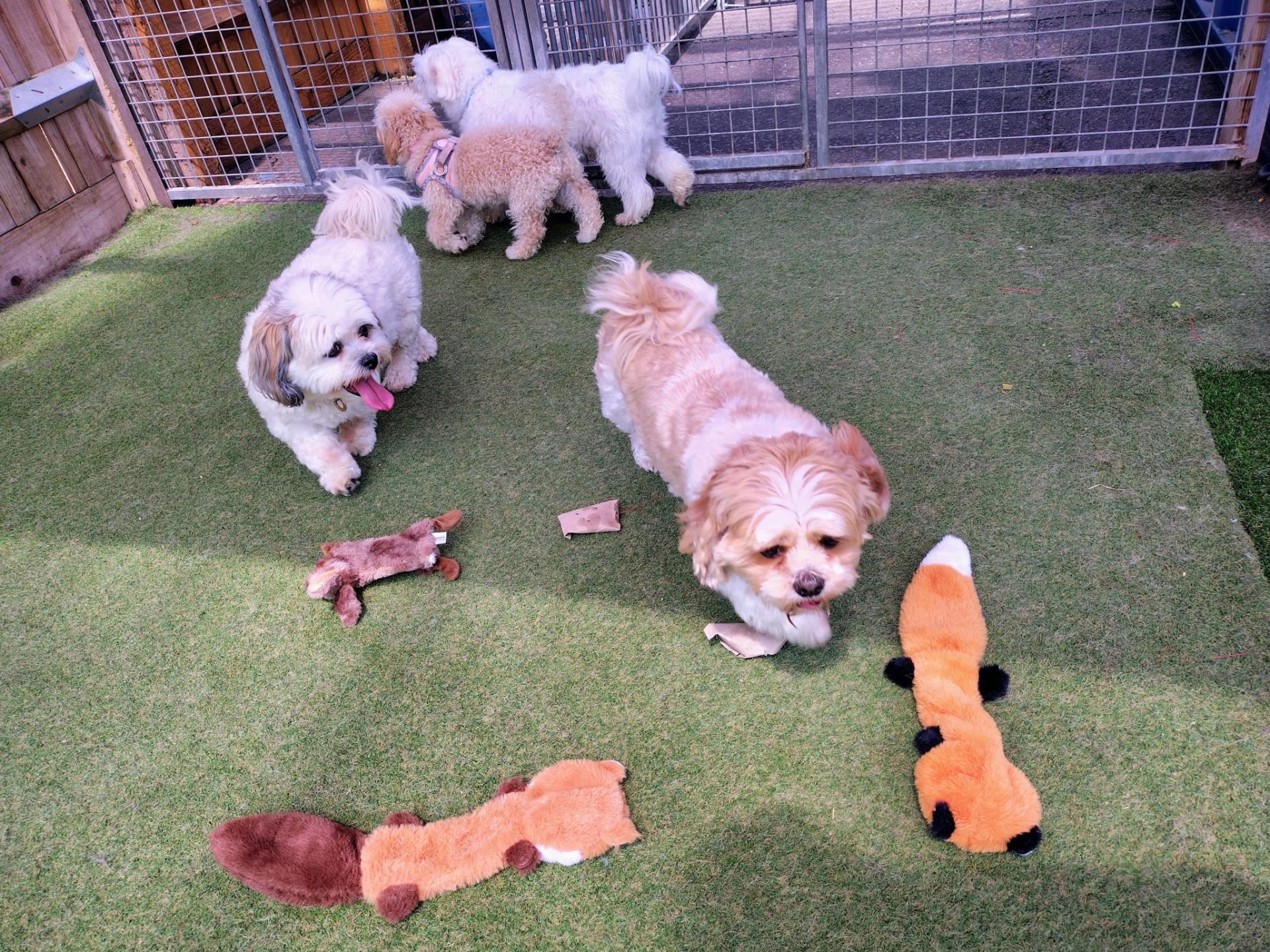puppy party