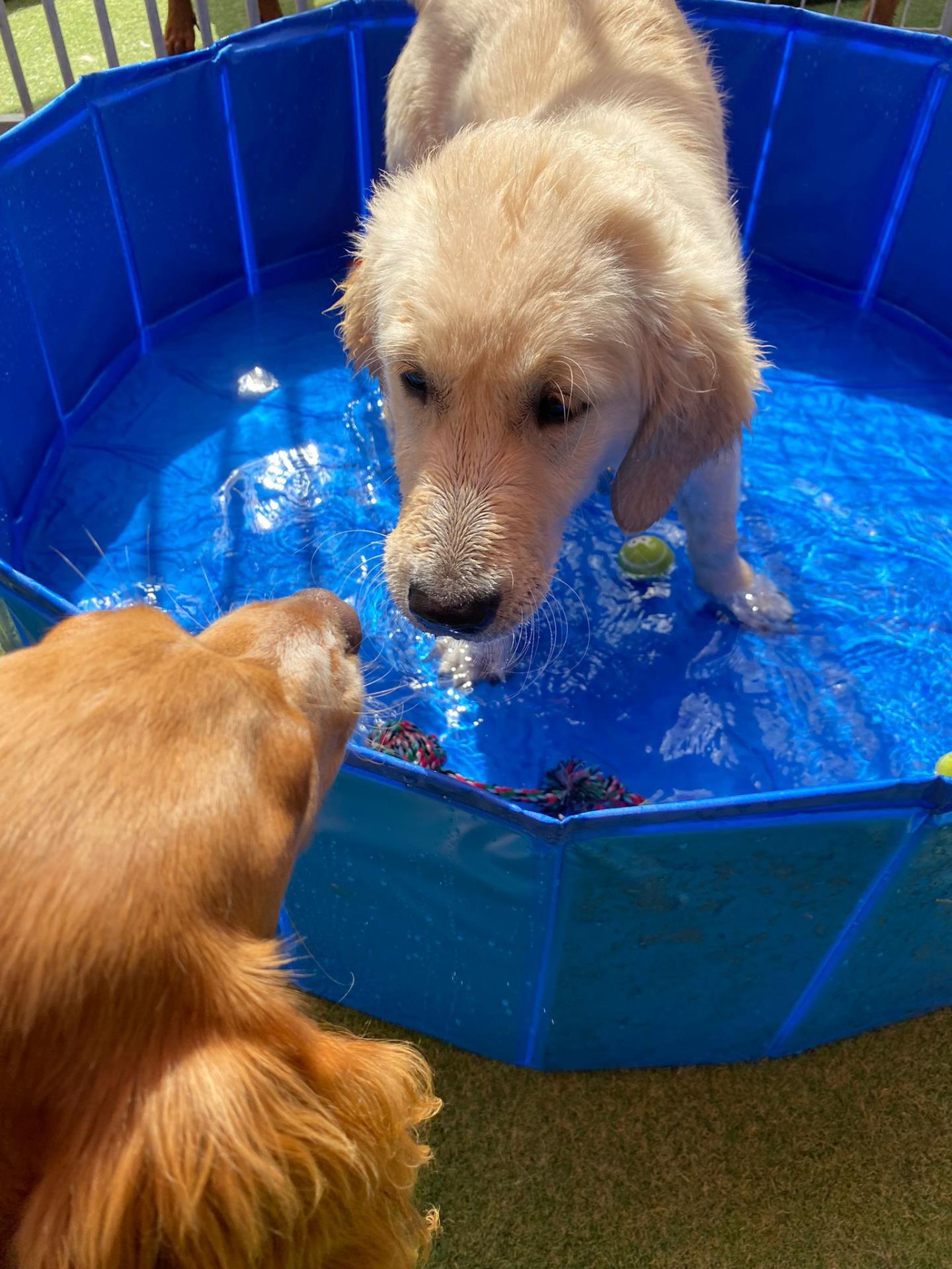puppy in water