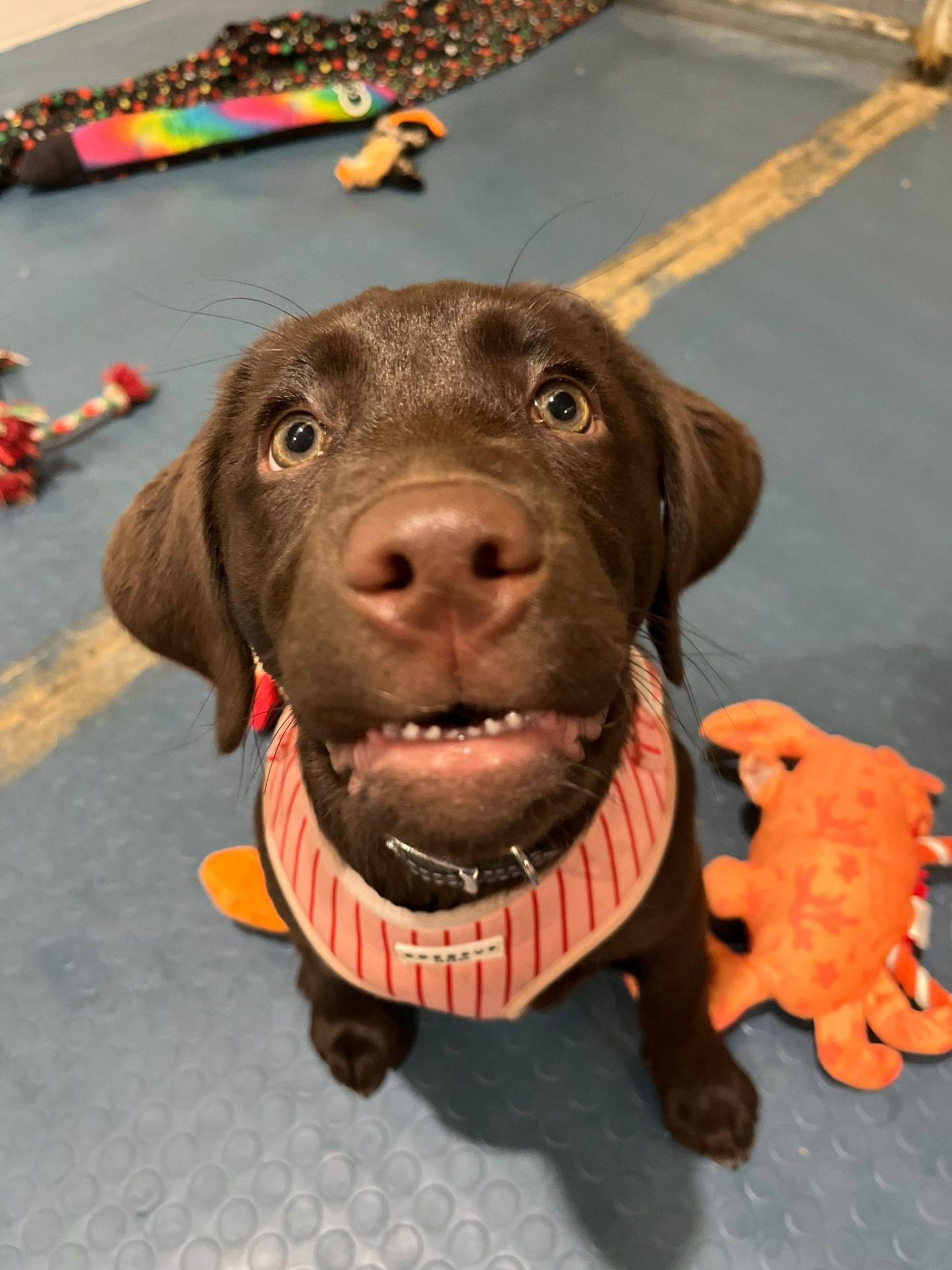 puppy