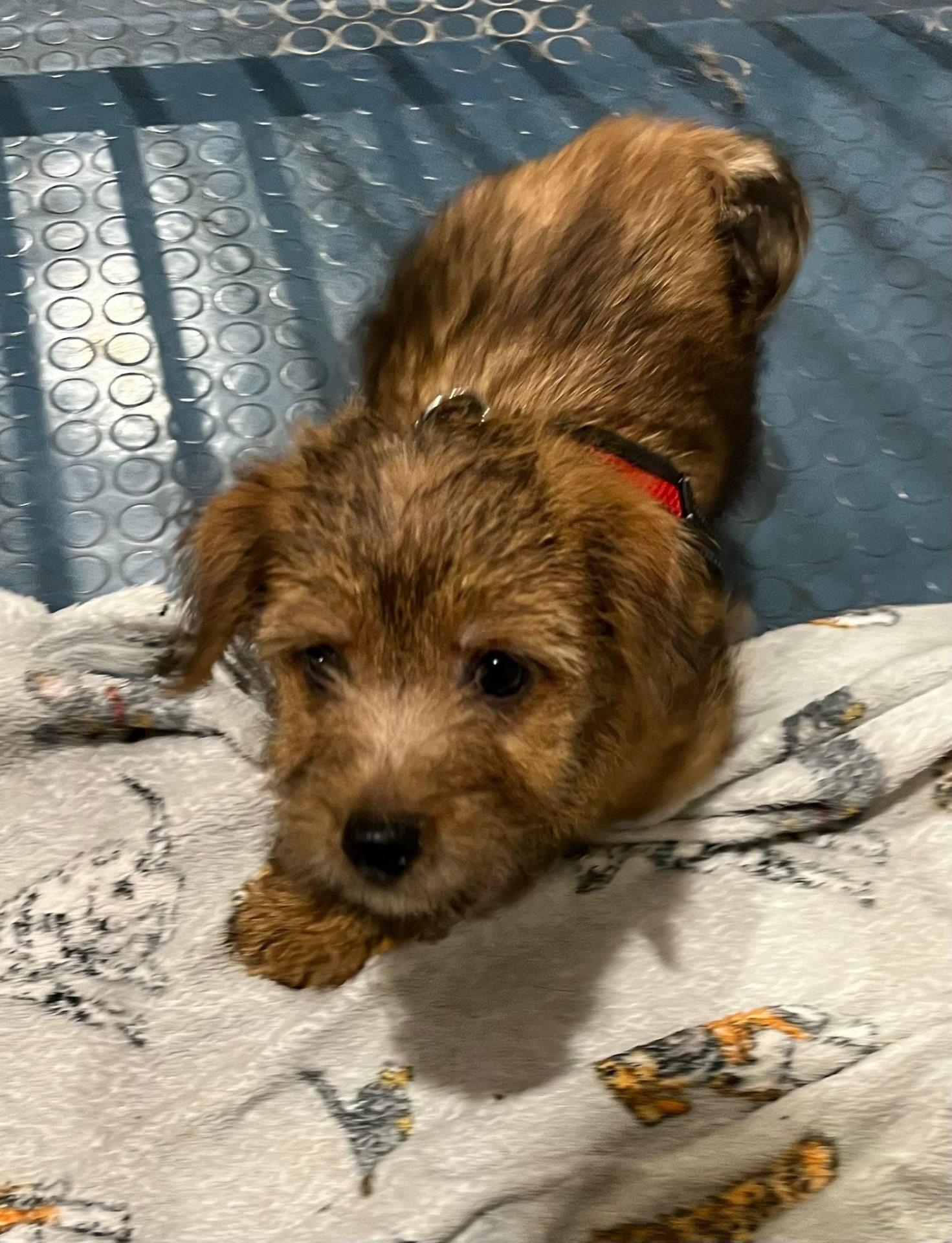 puppy resting