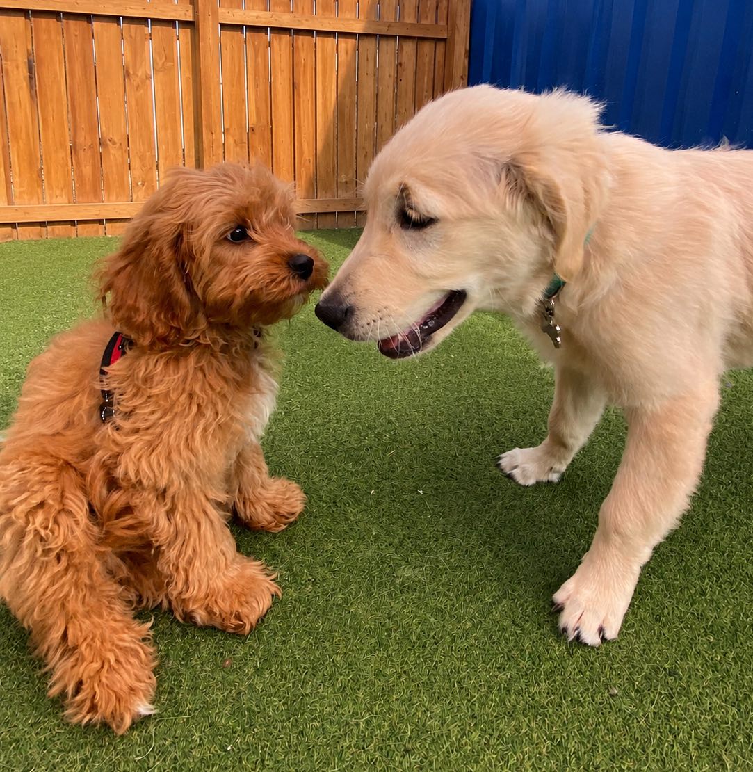 puppies meeting