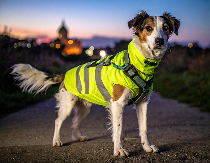 reflective dog clothes