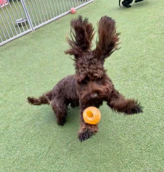 Rolo 2