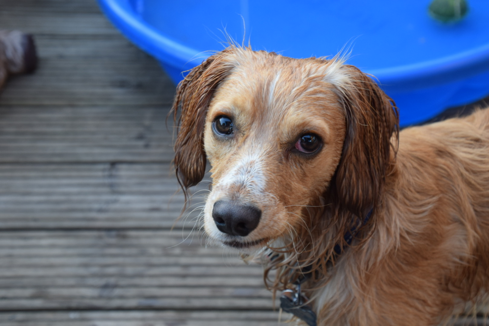 archie wet