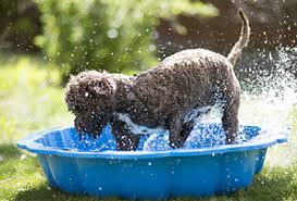 dog overheatoing