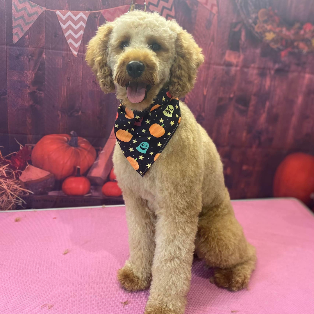 Dog groomer in Reading