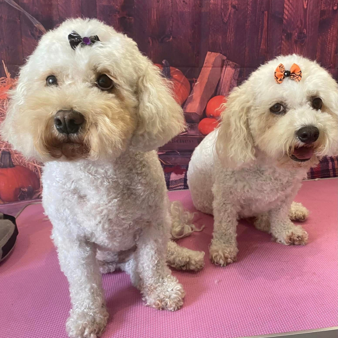 Dog groomer in central Reading