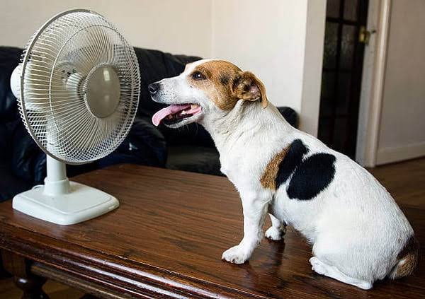 dog and fan