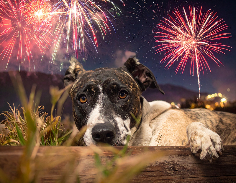 Dog and fireworks