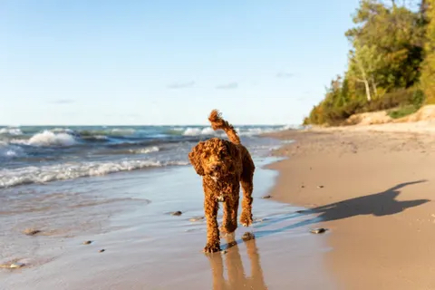 dog on beach