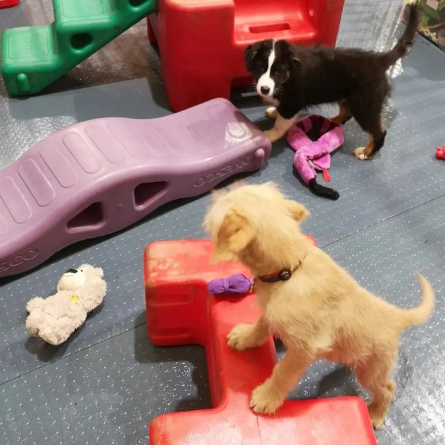 Puppy parties