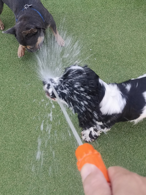 hose play