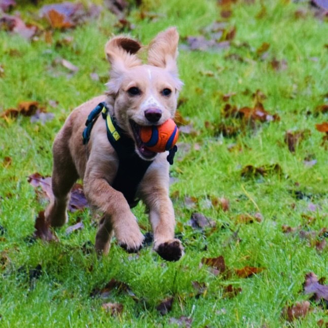 Doggie Profile - Archie