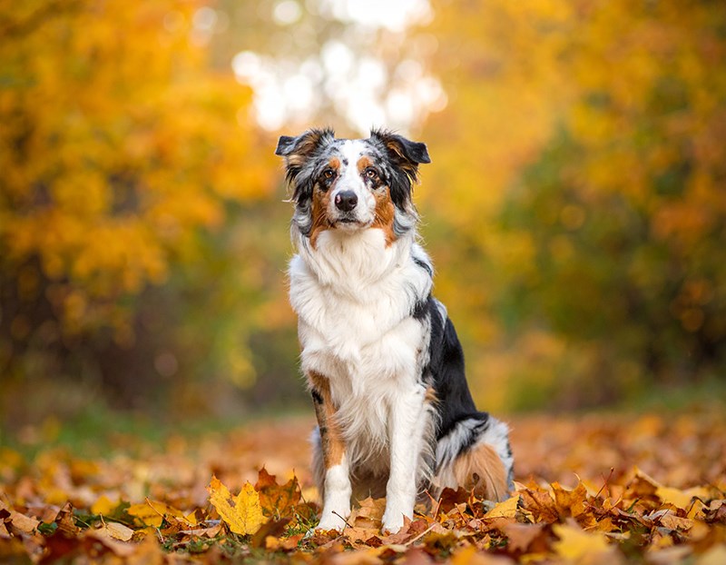 How to Care for Your Pup in Autumn