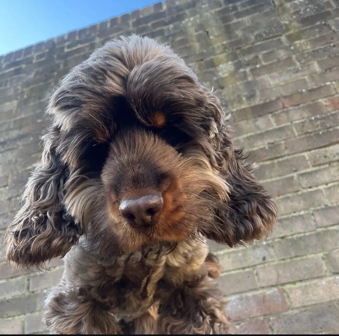Doggie Profile
