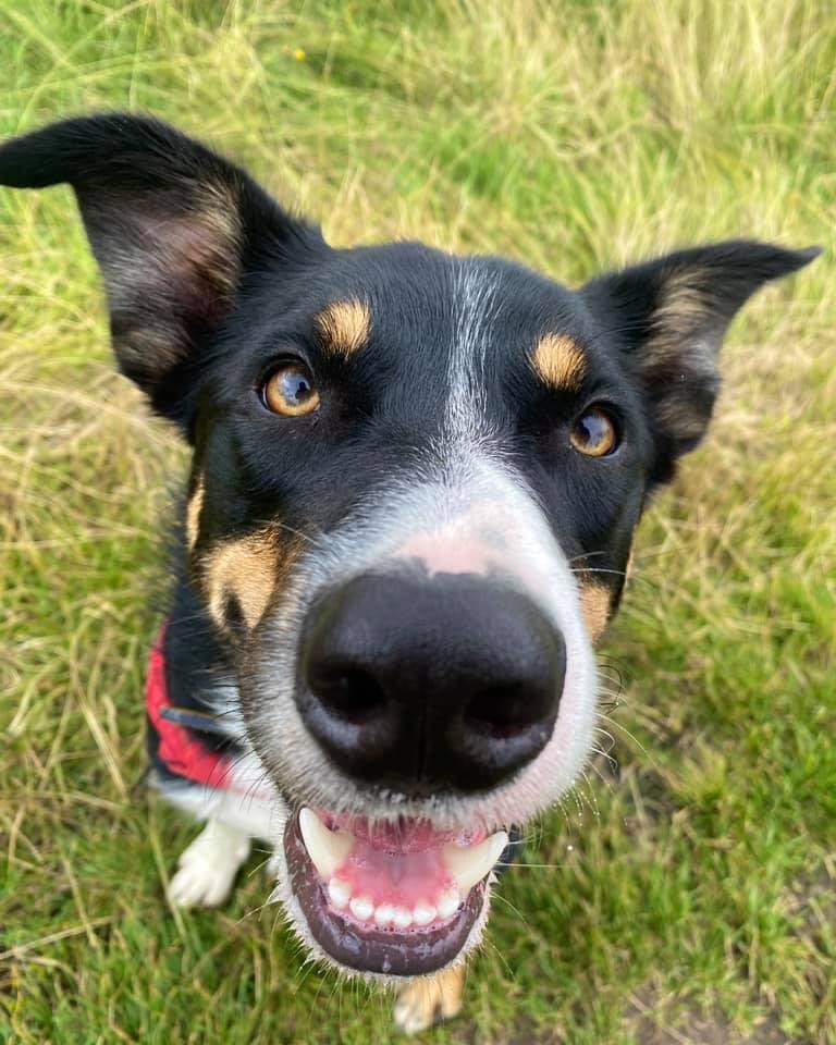 Doggie Profile - Bhoot