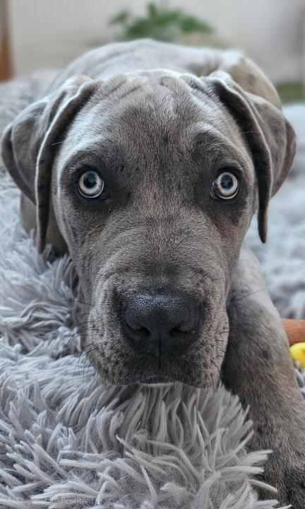 Doggy Profile - Cash