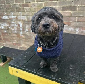 Doggie Profile - Dennis