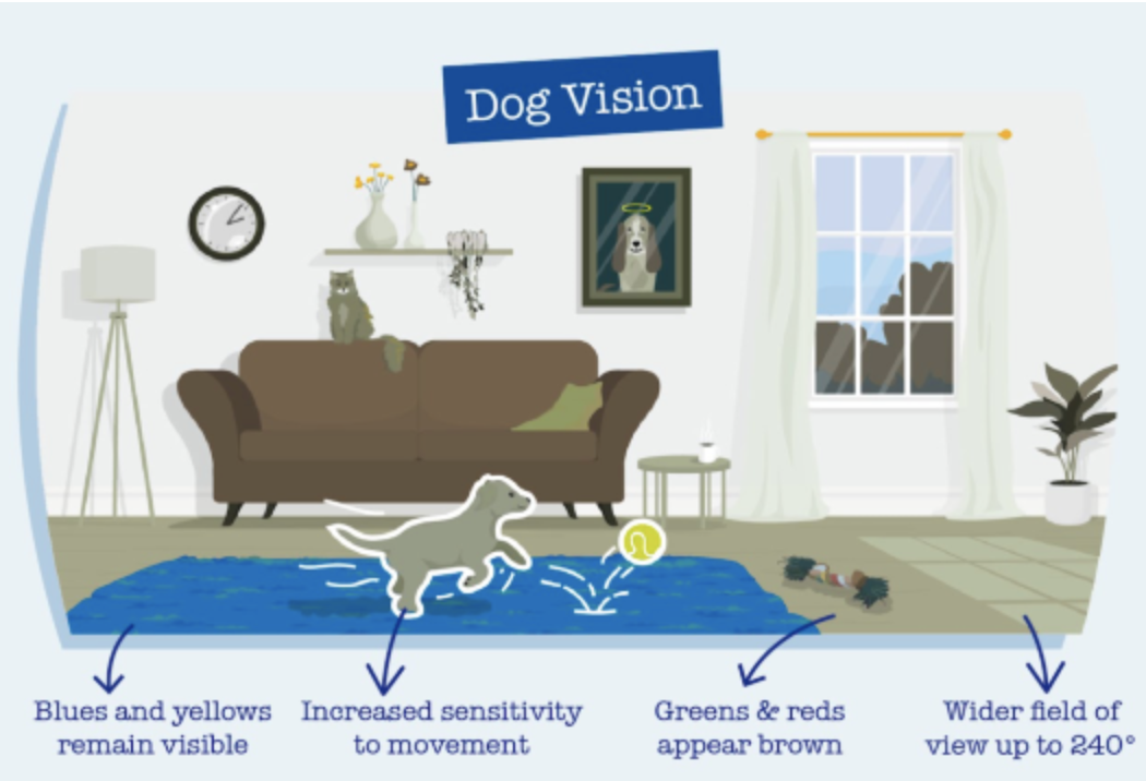 How Understanding Canine Senses Shapes Our Daycare & Enrichment 