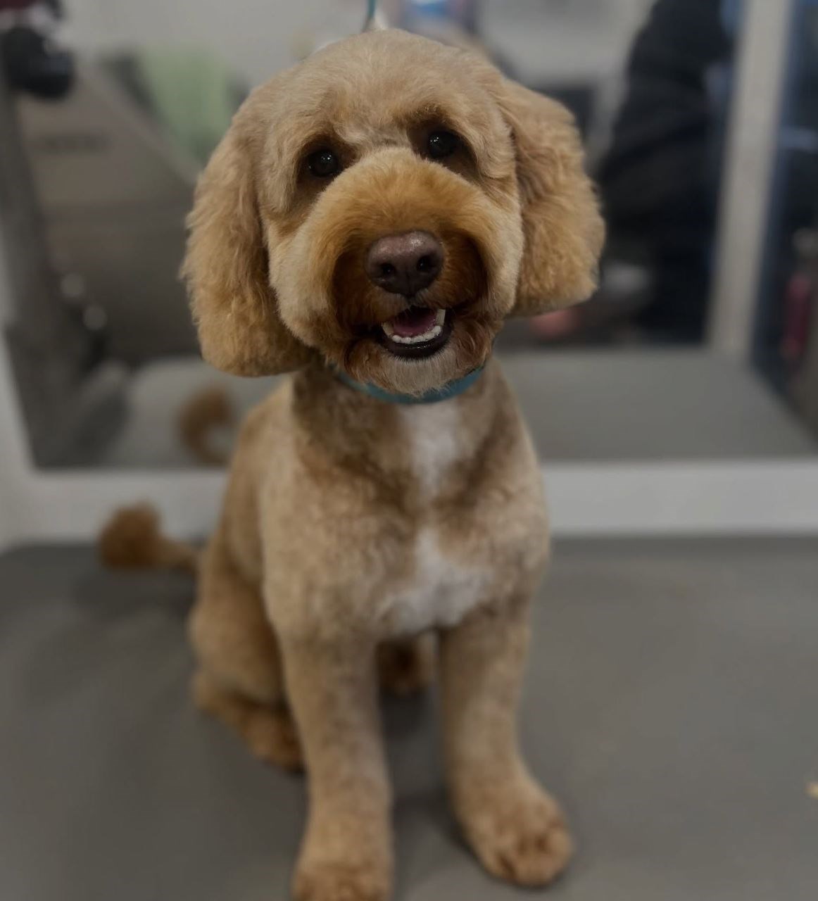 April Grooming Offer