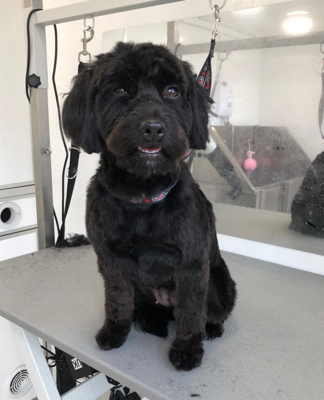 MARCH GROOMING OFFERS