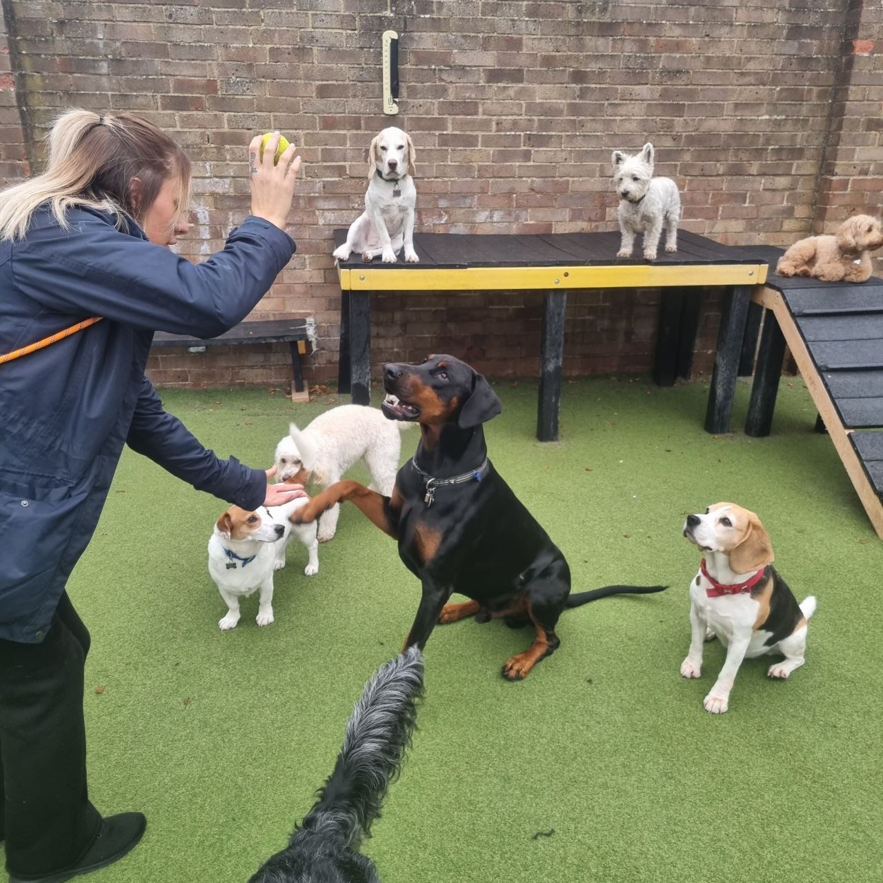 Why Trust and Regulation Matter in Modern Pet Care  