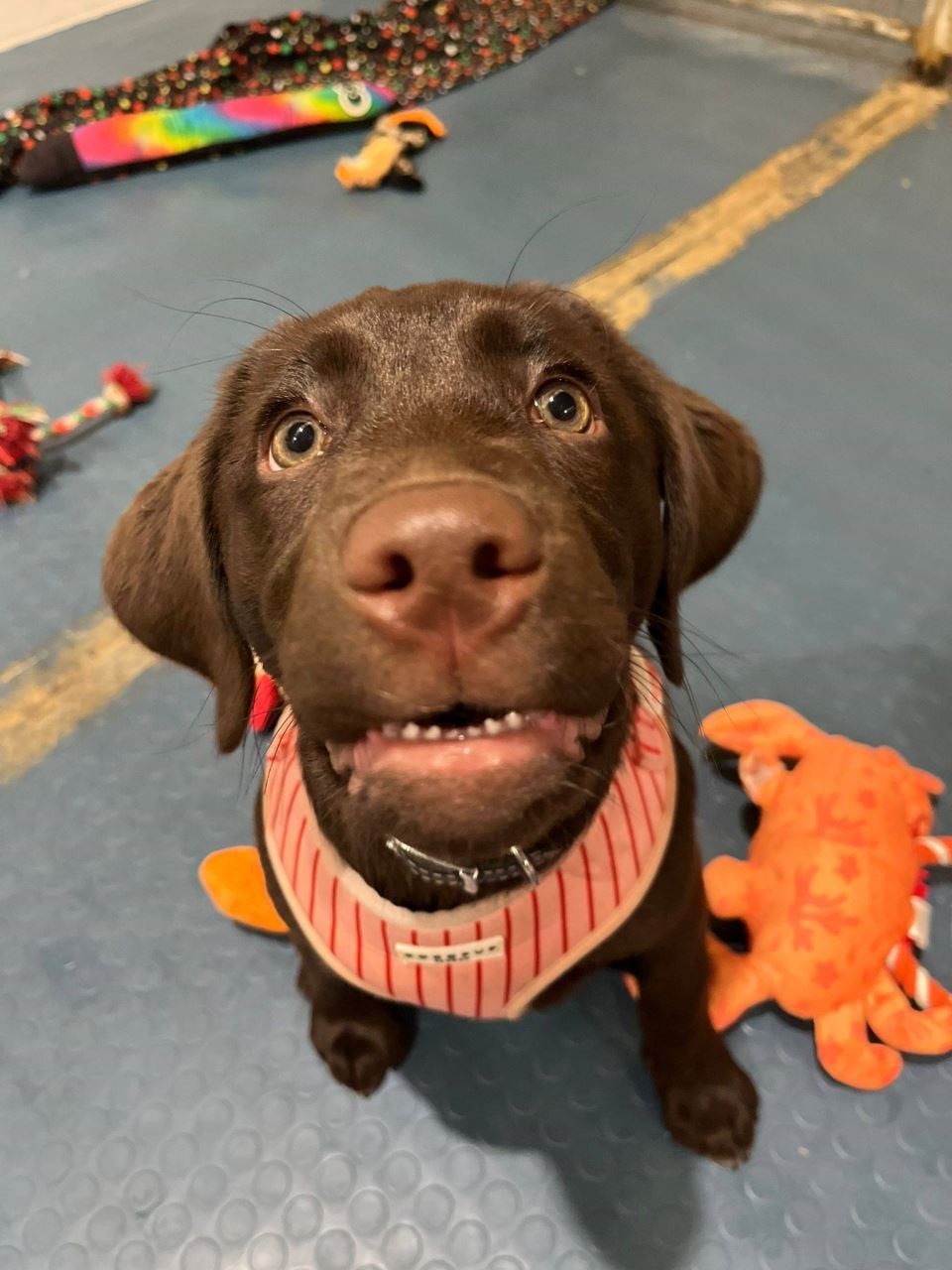 The Reality of Puppy Life (And How to Make It Easier)