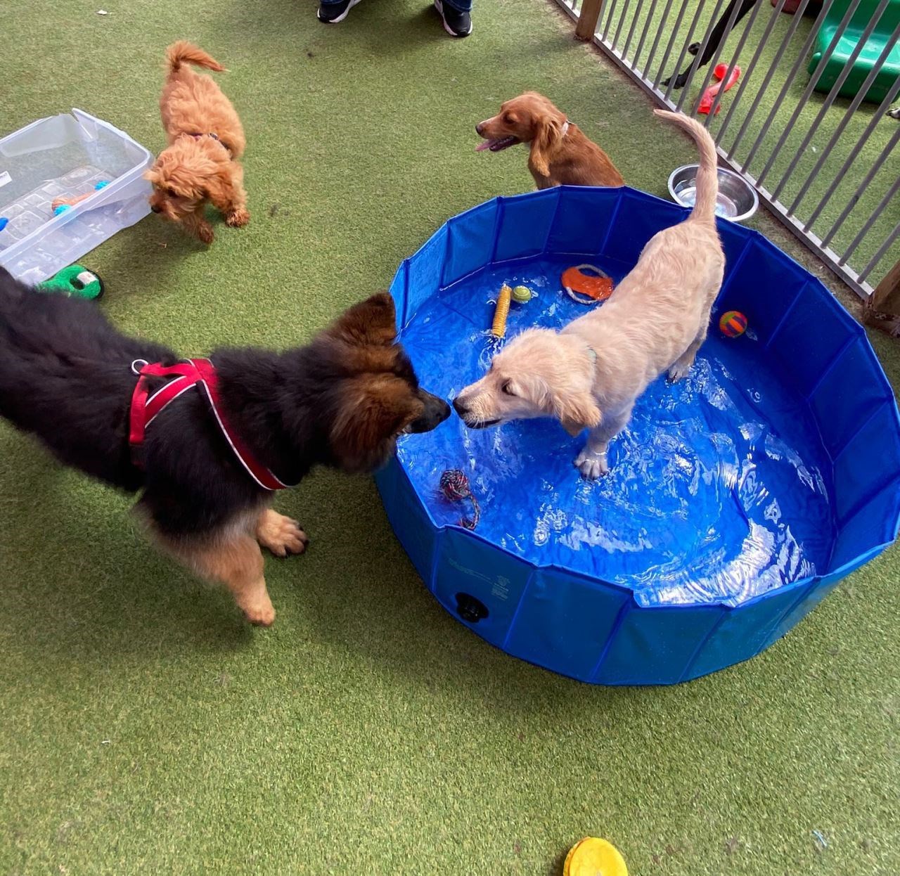 puppy in pool