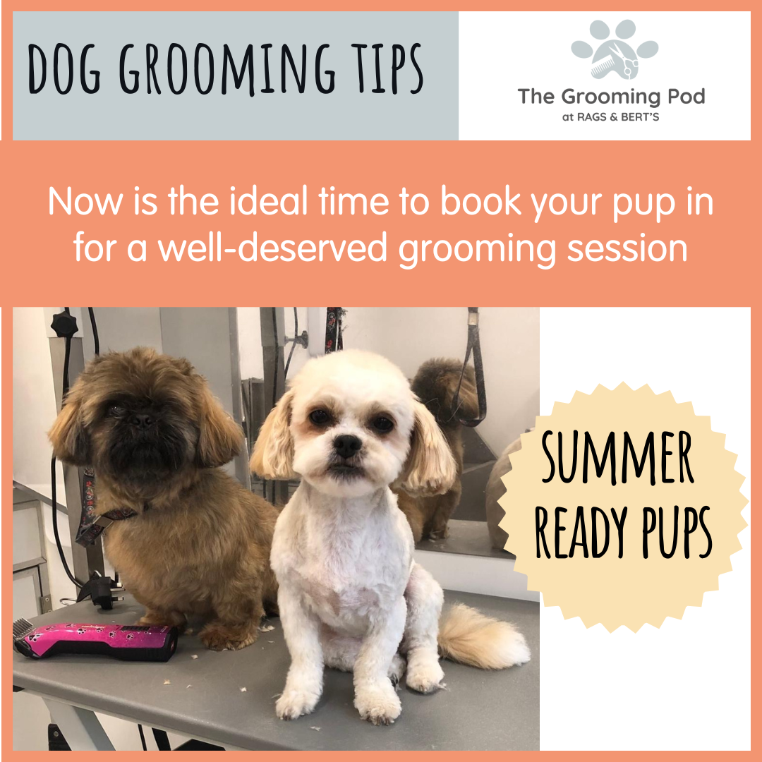 Summer-Ready Pups 