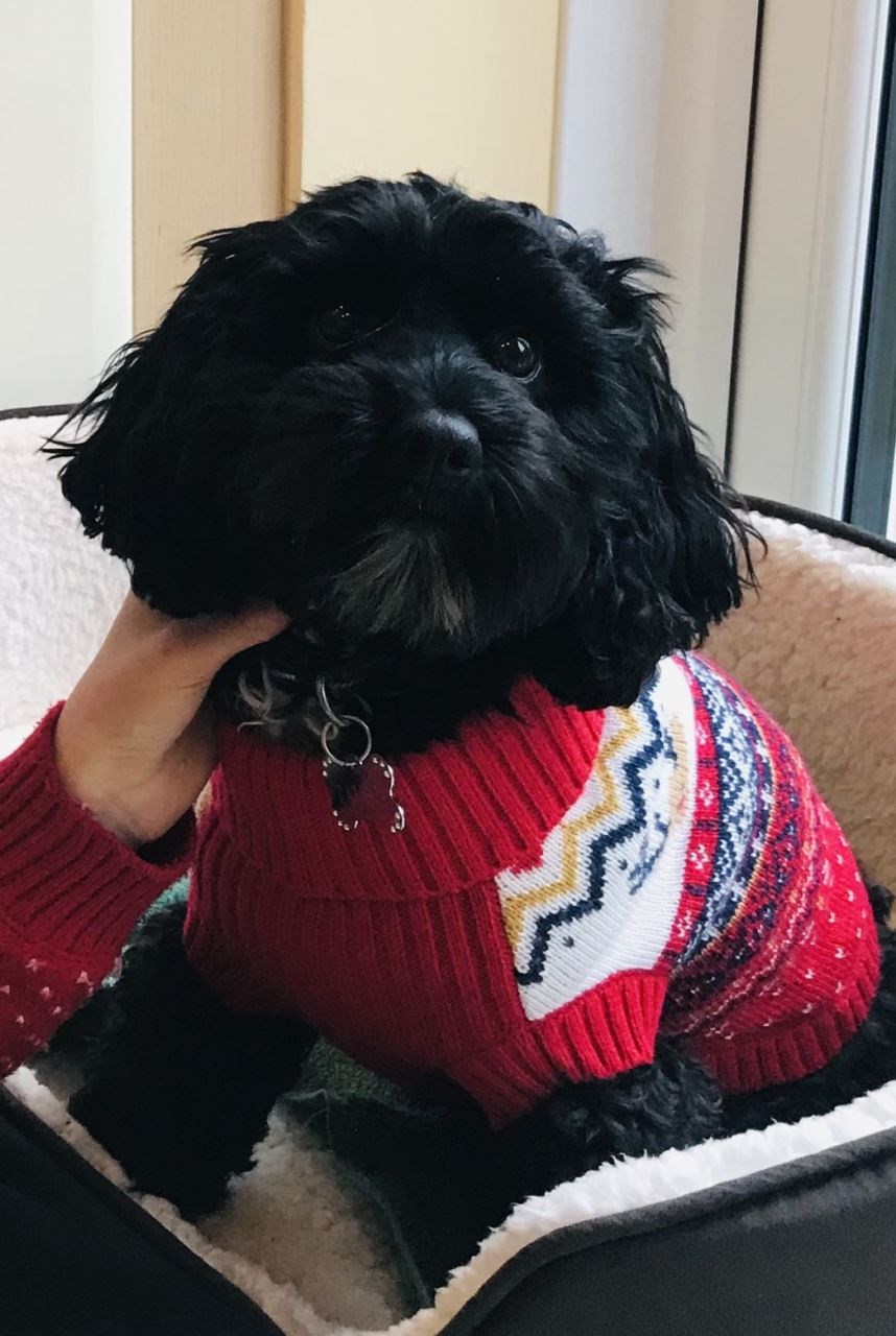 Doggie Profile - Suzi Q