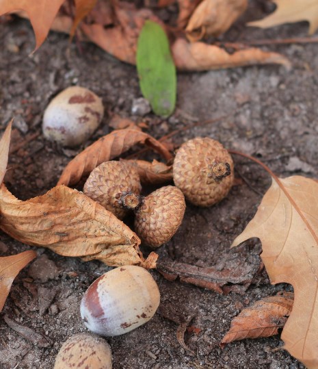 Autumn Hazards for Dogs: Keeping Your Dog Safe This Season