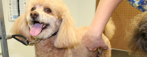 Dog grooming tips for the summer